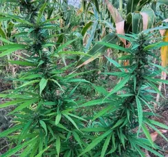 Polícia erradica mais de 22 mil pés de maconha no interior da Bahia