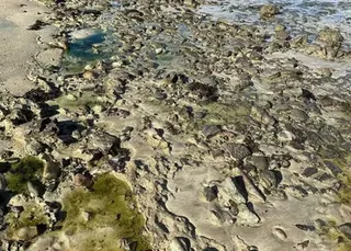 Salvador decreta emergência após contaminação em São Tomé de Paripe