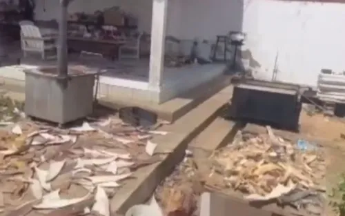 
					Apreendidas mais de 1,5 tonelada de barbatanas de tubarão na Bahia
				
				