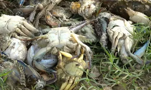 
					Pescadores cobram ações após contaminação da praia de São Tomé
				
				