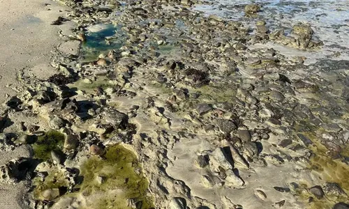 
					São Tomé: Inema aplica multas milionárias por contaminação de praia
				
				