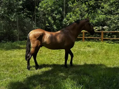 
					Solteiro, Marcello Novaes se isola em sítio e exibe rotina após novela
				
				