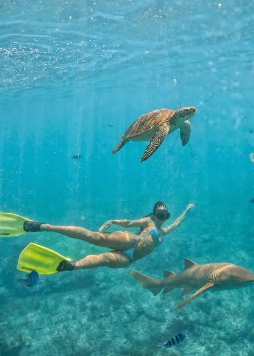 
					Brunna Gonçalves choca internet ao nadar com tubarões: 'Parece IA'
				
				