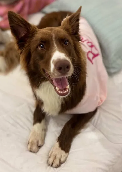 
					Creche animal acusa Lucas Guedez de abandonar cachorra: 'Descartável'
				
				