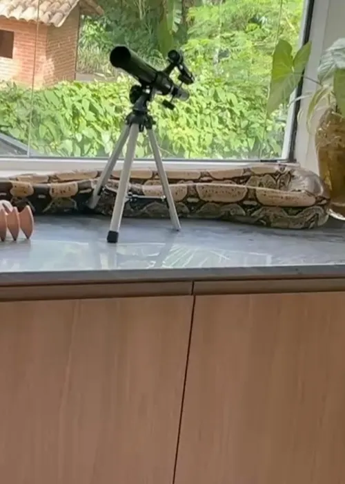 
					Thaila Ayala tem casa invadida por animal selvagem e causa susto
				
				