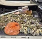 
                  Polícia apreende mais de 1,5 mil crustáceos no baixo sul da Bahia