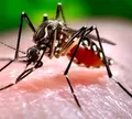 Casos de chikungunya saltam de 18 para 1.027 em um ano em cidade na Bahia