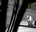 Idoso é agredido com pauladas após reclamar de fezes de cachorro na Bahia