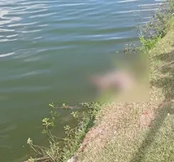 Jacaré de dois metros é encontrado morto em lagoa de Feira de Santana