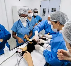 Universidade faz atendimentos gratuitos em cadelas e gatas em Salvador