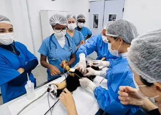 Universidade faz atendimentos gratuitos em cadelas e gatas em Salvador