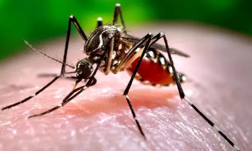 
					Casos de chikungunya saltam de 18 para 1.027 em um ano em cidade na Bahia
				
				