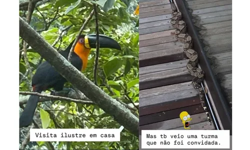 
					Luciano Huck leva susto com cobra em mansão no Rio de Janeiro; VEJA
				
				