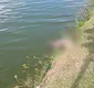 
                  Jacaré de dois metros é encontrado morto em lagoa de Feira de Santana