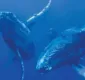 
                  Projeto promove exposição sobre baleias jubarte em Shopping