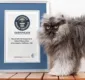 
                  Gato recebe certificado de mais peludo do mundo