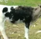 
                  Mulher rouba vaca e depois pinta o animal para despistar os donos