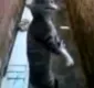 
                  Adolescente espanca gato até a morte, filma e causa revolta na BA