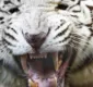
                  Tigre branco ataca e mata criança na Índia