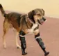 
                  Cadela ganha próteses após ter patas dianteiras amputadas