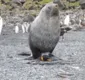 
                  Vídeo divulgado por cientistas mostra estupro de pinguim por foca