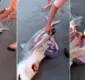 
                  Homem abre fêmea morta em praia e salva filhotes de tubarão