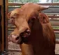 
                  Vaca com duas cabeças faz sucesso em leilão na Austrália