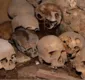 
                  Restauradores descobrem 13  crânios em altar da Catedral Basílica