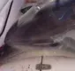 
                  Golfinho pula em barco e quebra tornozelos de mulher; Veja vídeo