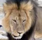 
                  Irmão do leão Cecil é morto por caçadores no Zimbábue