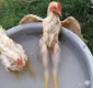 
                  Foto vira hit ao mostrar galinha "de boa" relaxando em 'banheira'