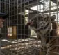 
                  Tratadora de animais morre após ataque de tigre na Nova Zelândia