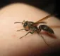 
                  Veneno de vespa brasileira pode ajudar no combate ao câncer