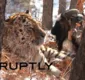 
                  Bode é oferecido a tigre e animais se tornam amigos; veja vídeo