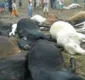 
                  Raio mata cerca de 15 animais no município de Mundo Novo