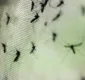 
                  Hospitais do país devem passar por faxina contra Aedes aegypti