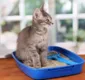 
                  Pets: onde colocar a caixa de areia do gato?