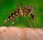 
                  Anvisa registra teste rápido para detecção do Zika em minutos