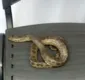 
                  Cobra sucuri é encontrada no Circuito Osmar durante Carnaval