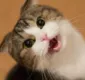 
                  Gatos podem miar com sotaque, diz estudo