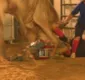
                  Salva-vidas de rodeio morre após ter cabeça pisoteada por touro