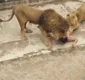 
                  Zoológico vai processar jovem que pulou nu em jaula de leões