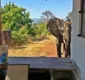 
                  Após ser baleado por caçadores, elefante procura ajuda de humanos