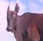 
                  Animal com corpo de boi e cabeça de jegue chama atenção na Bahia