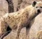 
                  Adolescente é atacado por hiena enquanto acampava em parque