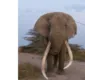 
                  Elefante procura ajuda humana após receber flechada na cabeça