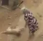
                  Cão espancado por idosa com pedaço de pau recebe atendimento