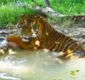 
                  Tratadora é morta por tigre enquanto limpava jaula em zoológico