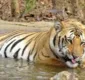 
                  Índia procura tigre famoso que viajou atrás de companheira