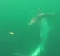 
                  Vídeo mostra tubarão-tigre devorando tubarão-martelo